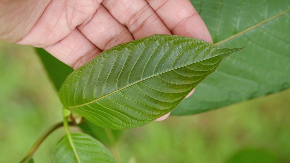 kratom (8)